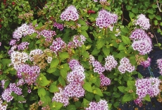 Tavolník (Spiraea japonica) 