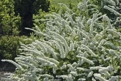 Kvetoucí tavolník (Spiraea x cinerea) krášlí zahradu v květnu