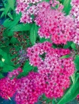 Tavolník (Spirea x bumalda) je nenáročný a bohatě kvete skoro po celé léto