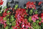 Pelargonie štítnatá neboli břečťanolistá či převislá je oblíbenou truhlíkovou květinou 