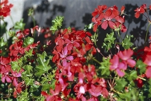 Pelargonie štítnatá neboli břečťanolistá či převislá je oblíbenou truhlíkovou květinou 