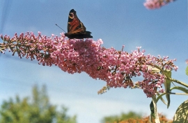 Čarokrásným keřem letní zahrady je komule Davidova (Buddleia davidii). Krásná květenství lákají nejen motýly ale i jiný zajímavý hmyz. Postavte vedle keře lavičku a pořiďte si atlas motýlů