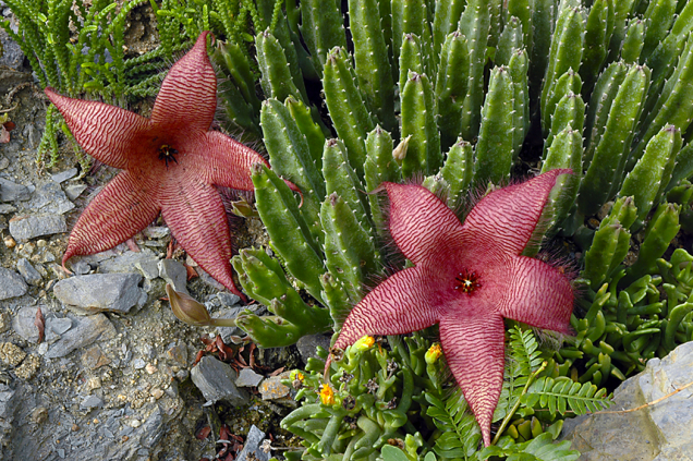 Smrdutka (Stapelia) je pěstiteli vyhledávaná pro velké a zajímavé květy, neměla by se však dostat do rukou dětem.