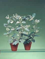 STEPHANOTIS FLORIBUNDA