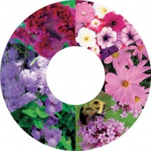 Od "dvanácti" po směru hodinových ručiček: Petúnie (Petunia), krásenka (Cosmos bipinnatus), sporýš (Verbena bonariensis), torénie (Torrenia x hybrida), nestařec (Ageratum), nevadlec (Celosia cristata)
