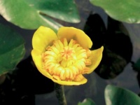 Mezi leknínovité rostliny ještě patří stulíky (Nuphar sp.). Stulíku se nejlépe daří v hluboké, ne však zcela stojaté vodě. Je to teplomilná (ale mrazuvzdorná) rostlina, která je původní i v naší přírodě.