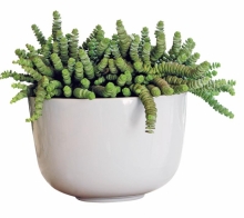 CRASSULA HOTENTOT