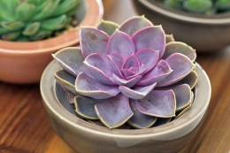 ECHEVERIA