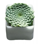 ECHEVERIA