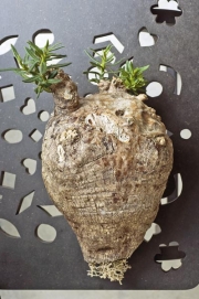 PACHYPODIUM BISPINOSUM