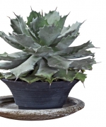 AGAVE POTATORUM