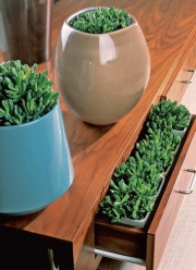 SEDUM