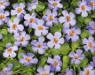 Bakopa (Sutera cordata) má obvykle bílé kvítky, odrůda Canaba ´Trailing Blue´je pomněnkově modrá