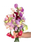 Lathyrus odorathus - hrachor vonný