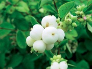 Pámelník (Symphoricarpos) milují děti kvůli praskavým plodům. Po požití se objevuje nevolnost a zvracení