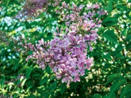 Šeřík čínský (Syringa chinensis)