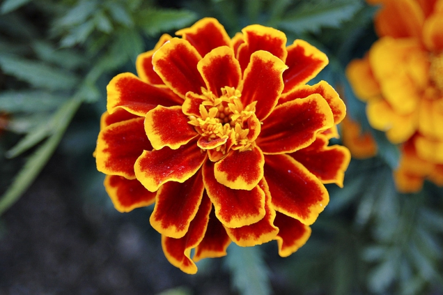Tagetes Durango Flame