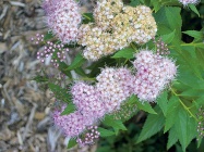 Tavolník japonský - Spiraea japonica ’Little Princess’