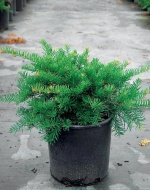 Taxus baccata Repandens