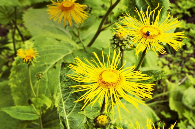 Kolotočník ozdobný (Telekia speciosa)