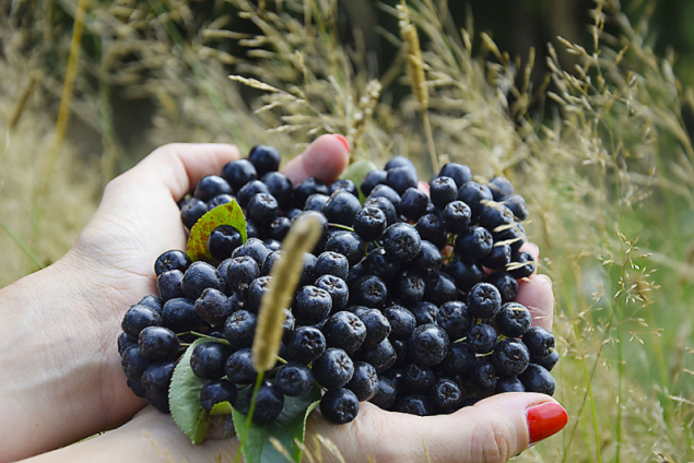 Temnoplodec je výborný antioxidant a konzumovat se dá v čerstvém i sušeném stavu. Běžná je ale také tepelná úprava s doslazením