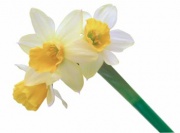 Narcisy Tete a tete