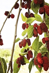 Urostlé stromy morušovníků s impozantní korunou od půlky léta obsypanou protáhlými plody připomínajícími ostružiny rostou i v našich zahradách.