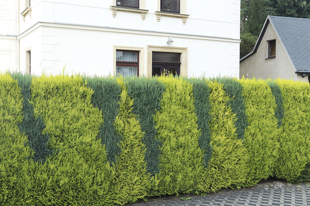 Zerav západní (Thuja occidentalis) se pěstuje v zelených, žlutých a stříbrných kultivarech, běžné jsou i bíle variegátní formy.