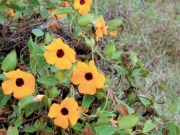 Thunbergia alata - smatovka křídlatá