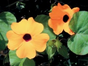Thunbergie (Thunbergia)