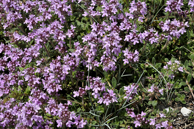 Klasickou rostlinkou suchých strání a slunných mezí je mateřídouška (Thymus). Jako půdopokryvná trvalka je skvělá.
