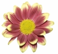 Chrysanthemum ´Timman Yellow´