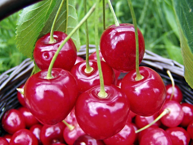 Čerstvé syrové plody třešní (Prunus avium či Cerasus avium) a třešňové listy mají protirevmatické účinky, odvar z listů třešní i višní (Cerasus vulgaris) lze použít do protirevmatických koupelí končetin.