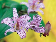 Trojhrotka (Tricyrtis)