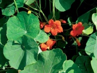 Tropaeolum - lichořeřišnice