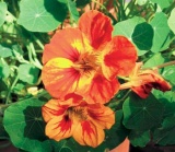 lichořeřišnice (Tropaeolum majus)