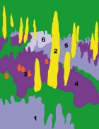 1 Šanta kočičí (Nepeta x faassenii), 2 Liliochvostec úzkolistý (Eremurus stenophyllus), 3 Kleopatřina jehla (Kniphophia uvaria), 4 Šalvěj hajní (Salvia nemorosa ´Viola Klose´), 5 Šanta kočičí (Nepeta x faassenii ´Six Hills Giant´), 6 Pelyněk (Artemisia ludoviciana ´Silver Queen´)