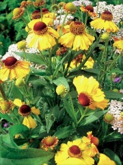 Helenium autumnale Rotgold