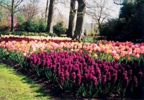 Inspirujte se největším parkem s cibulovinami v Nizozemí - Keukenhof