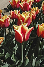 Při pěstování šlechtěných odrůd tulipánů se cibule po odkvětu vyndají ze země a na podzim se opět vysadí (Tulipa Alladins Record).