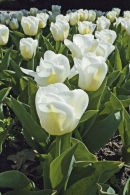 Tulipán (Tulipa), odrůda ´Calgary´