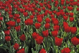 Jarní záhony tulipánů, napodobující holandská pole, se čím dál častěji objevují v centrech měst. Moře květů působí moc pěkně, ale není to levná záležitost
