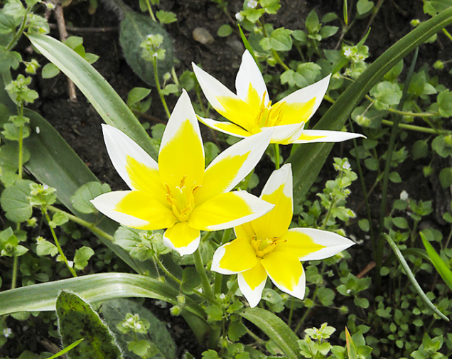 Botanické tulipány (Tulipa)