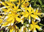Tulipány (Tulipa)