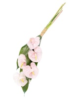 Anthurium pro moderní nevěstu