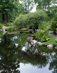 Jedna z mnoha menších druhů vrb (Salix gracilis) je vhodná i do drsnějších klimatických podmínek