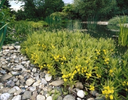 Velmi dobrou rostlinou, zakrývající betonový okraj nádrže, je vrbina kytkokvětá (Lysimachia thytsiflora)