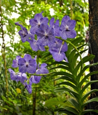 Vanda Blue Magic - legendární modrou vandu můžete v celé kráse spatřit na výstavě orchidejí v botanické zahradě v Praze-Troji v první polovině března spolu s dalšími stovkami dalších květů. Skleník Fata Morgana rozkvete exotickou krásou od 4. do 20. března a kromě výstavy nabízí i rady k pěstování a prodej orchidejí