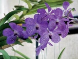 Vzácně může mít orchidej i modrou barvu