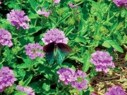 Verbena hybridy - sporýš (také poloplazivé a převislé odrůdy)